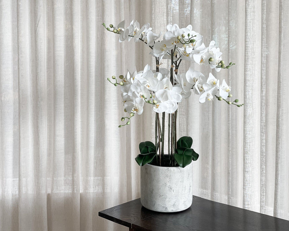 Potted Phalaenopsis Orchid Plant