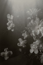Clematis | Photographic Print | Danelle Bohane + Leaf & Honey