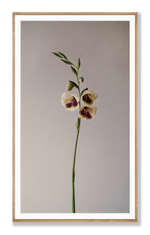 Gladioli | Photographic Print | Danelle Bohane + Leaf & Honey