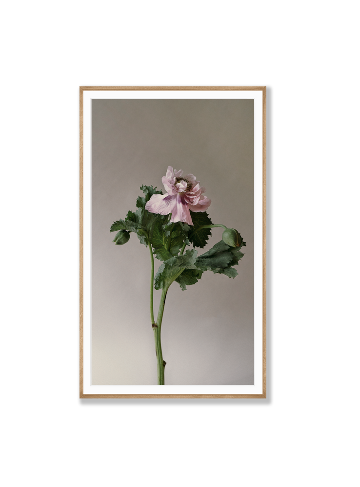 Poppy | Photographic | Print | Danelle Bohane + Leaf & Honey
