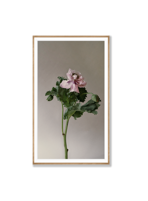 Poppy | Photographic | Print | Danelle Bohane + Leaf & Honey
