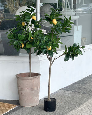 Topiary Citrus Tree