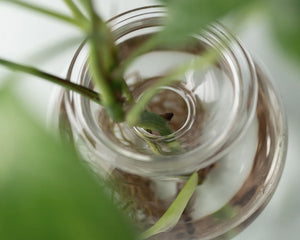 Bulb Propagation Vase | Mini Set of 2