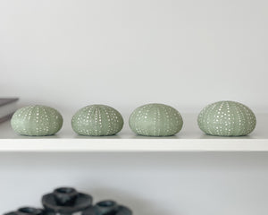 Lindsay Garmson | Handmade Ceramic Kina Shells