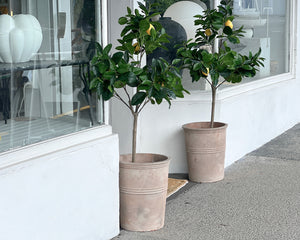 Topiary Citrus Tree