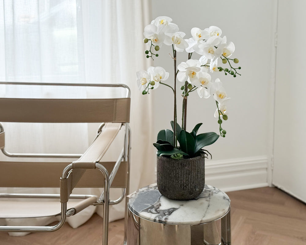 Potted Phalaenopsis Orchid Plant