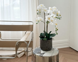 Potted Phalaenopsis Orchid Plant