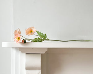 Icelandic Poppy Stem