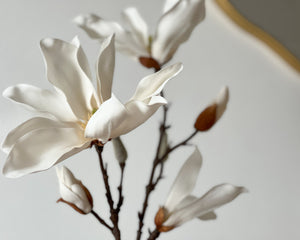 Japanese Magnolia Stem