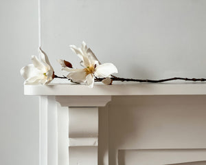 Japanese Magnolia Stem