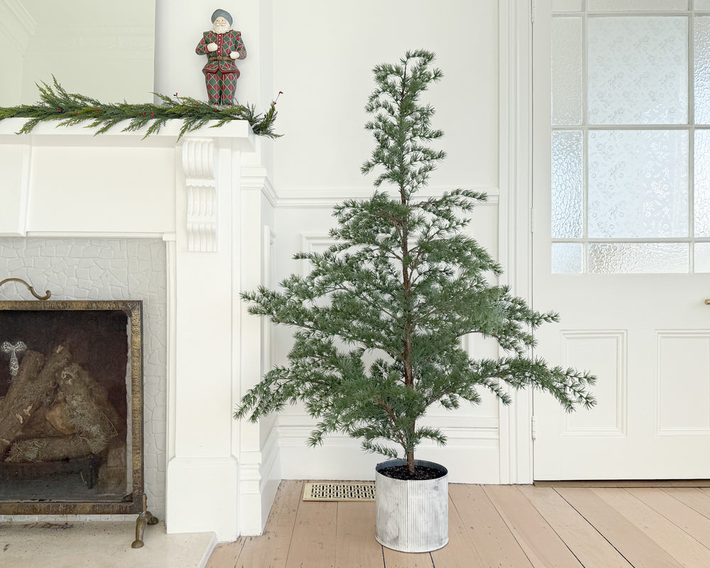 Potted Douglas Fir Chrsimtas Tree