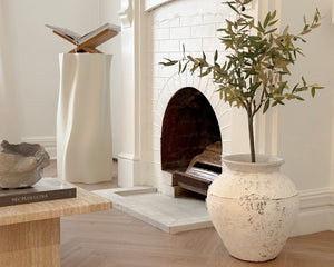 Frantoio Olive Tree