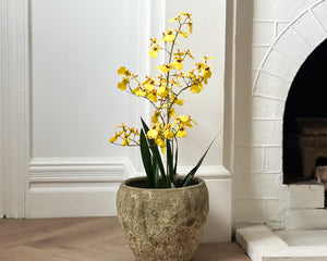Potted orchid plant with yellow flowers in a room with white walls and a fireplace.