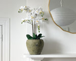 Potted Phalaenopsis Orchid Plant