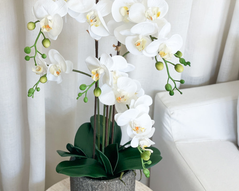 Potted Phalaenopsis Orchid Plant