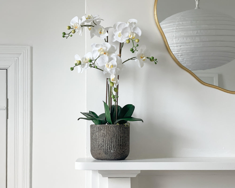 Potted Phalaenopsis Orchid Plant