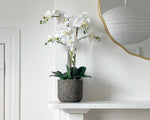 Potted Phalaenopsis Orchid Plant