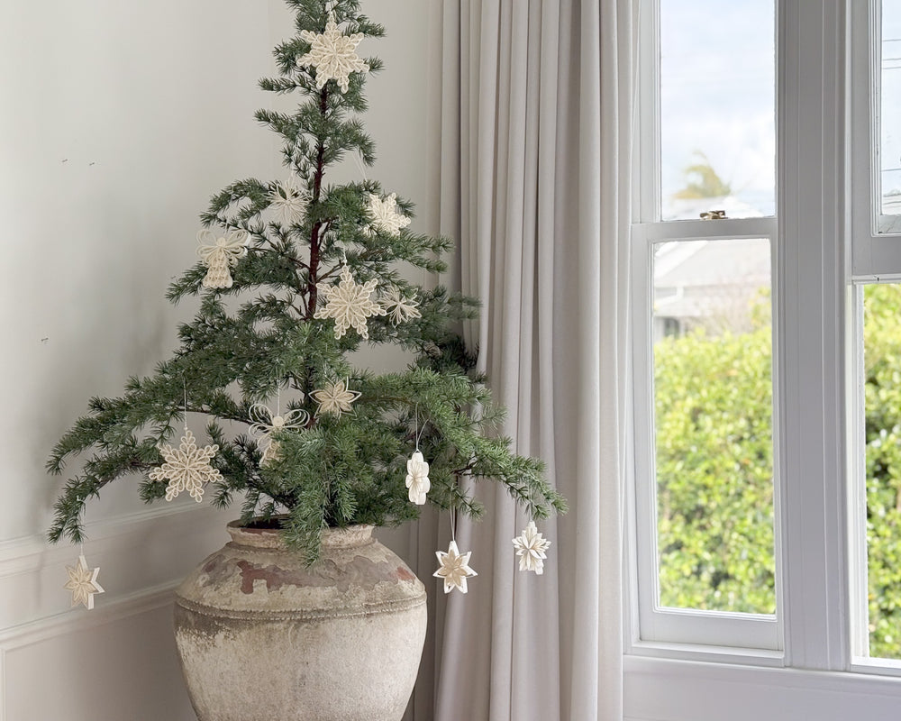 Potted Douglas Fir Chrsimtas Tree