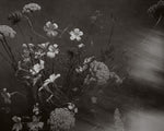 Agrostemma | Photographic Print | Danelle Bohane + Leaf & Honey