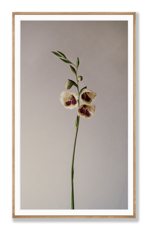 Gladioli | Photographic Print | Danelle Bohane + Leaf & Honey
