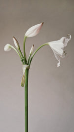 Lily | Photographic Print | Danelle Bohane + Leaf & Honey
